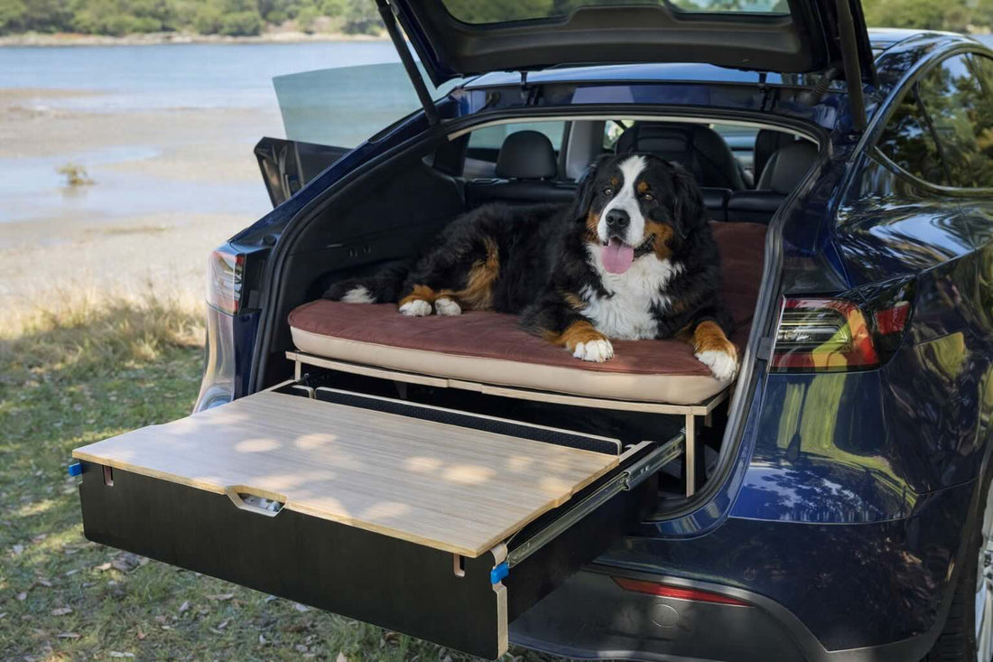 Large dog lying on a Teraglide car camping platform bed inside Tesla Y at a campsite, with gear stored neatly underneath.